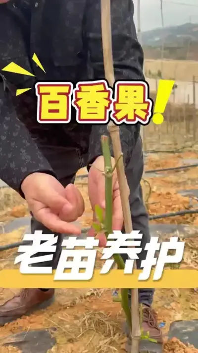 百香果老苗养护推荐360方案#百香果#三农#农业技术推广#农业法哥