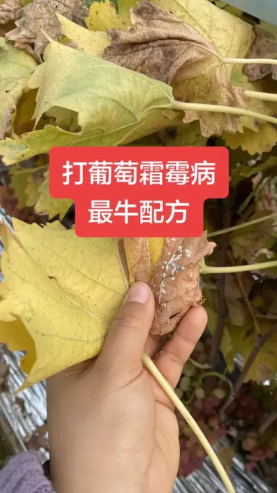 ������˪ù����ţ�䷽#����˪ù��#����ݪֲ#���Ѳ���