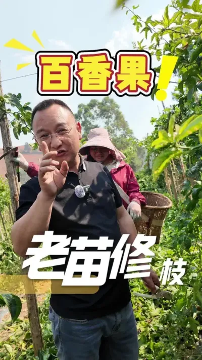 百香果老苗修枝细节分享#百香果#三农#农业技术推广#农业法哥