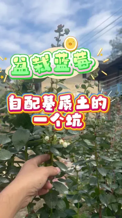 ��ͥݪֲ��ݮ������·�ϵ�һ����#������ݮ#��ݮ#¥����԰ #��ͥݪֲ #��̨ݪֲ