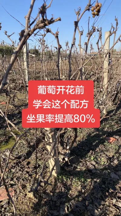 �����Ż�ǰ��ѧ������䷽������80%����#�����Ż�#����ݪֲ#���Ѹ߲�