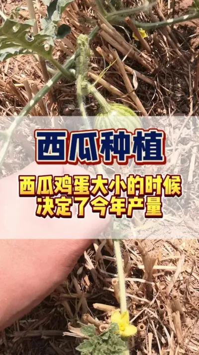 #西瓜种植 #西瓜管理 #病虫害防治 #种植小技巧