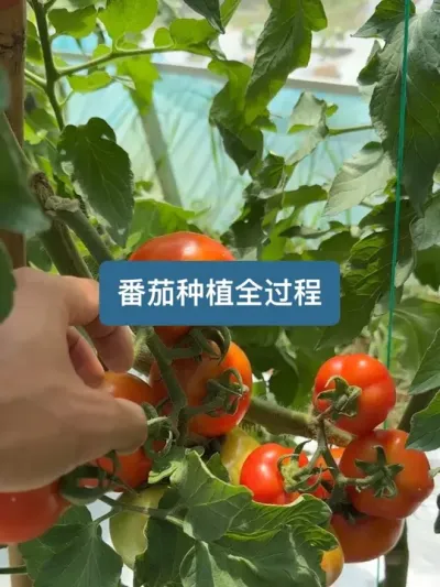 �����ӵ��ջ����Լ��޽ӵķ���ݪֲȫ���� #�����������ս� #�������տ����� #������ũ�� #�����й�2025#����