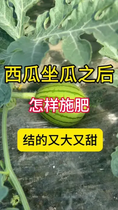 #西瓜种植#西瓜种植技术#种西瓜#西瓜病害#西瓜管理
