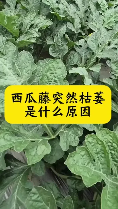 #种西瓜#西瓜种植#西瓜病害#西瓜种植技术#西瓜管理