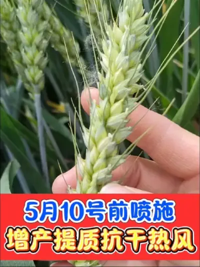 小麦最后一遍药，增产提质抗干热风，足量使用，增产增收显著提高#小麦 #小麦种植 #小麦高产技术 #农资肥料 #农业种植
