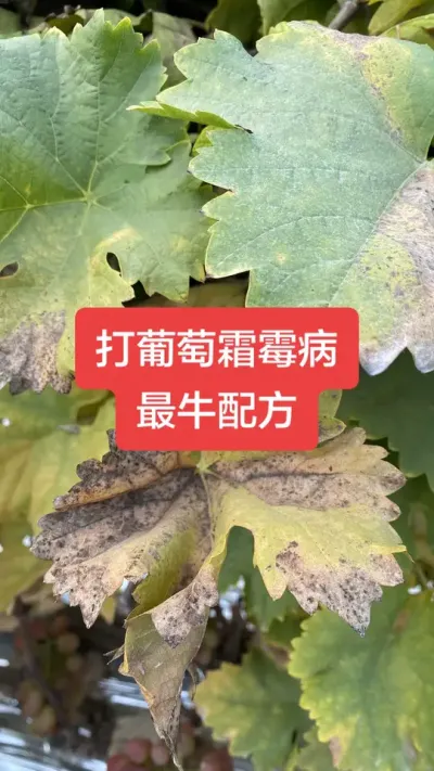 ������˪ù����ţ�䷽#����˪ù��#����ݪֲ#���Ѳ���