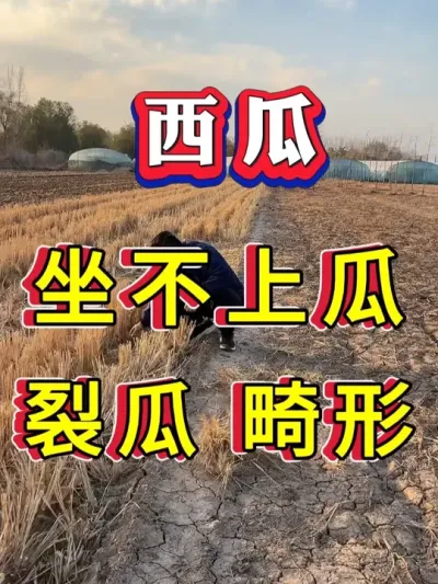 ���������Ϲ� �ѹ� ���ν��Ҫ�� #����ݪֲ #������ #����ݪֲ #�������� #8424����