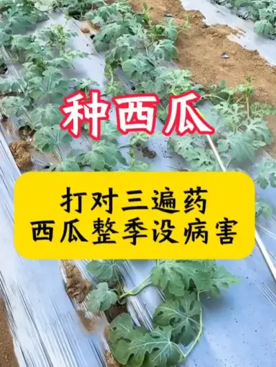 #����ݪֲ #���Ϲ������� #������ #���� #���ϲ���