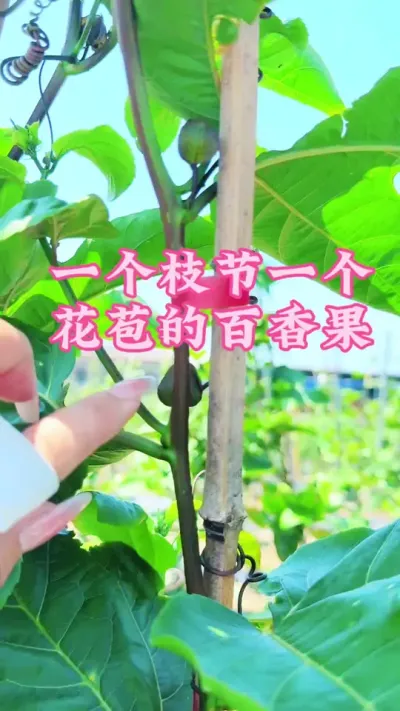 一个枝节一个花苞的百香果园是你们想要的嘛？#乡村守护人 #三农 #农业种植 #百香果#抖音新农人 @抖音小助手 @DOU+小助手