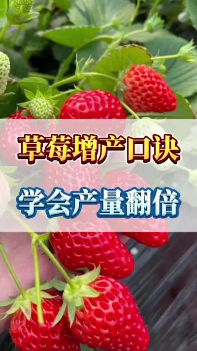 草莓增产口诀，学会产量翻倍 #草莓苗种苗 #优质农产品 #草莓种植