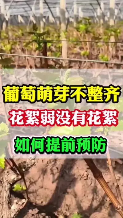 ������ѿ��������������������û�л�����ݪֲ���������ٷ���#������ѿ#����ݪֲ#���Ѹ߲�#�����Ż�