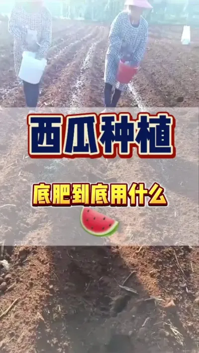 #西瓜种植#西瓜管理#施肥 西瓜底肥用什么
