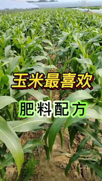 ������ϲ���ķ����䷽#����ݪֲ#���׸߲�����#��������Ҷ���#ũҵݪֲ#֧����ũ������ũ����