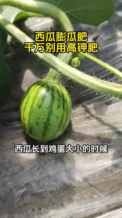 膨大增甜二合一 #西瓜种植 #西瓜管理 #西瓜施肥#西瓜膨大#西瓜增甜