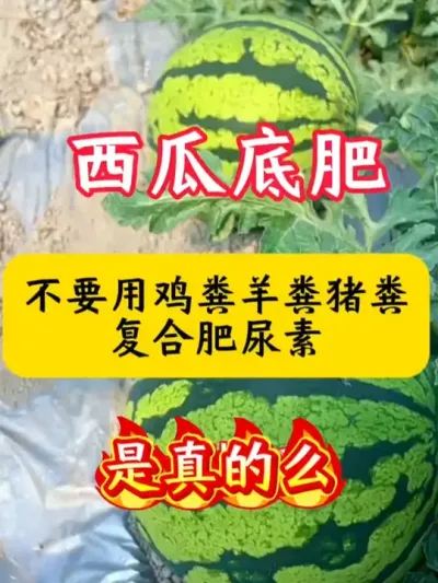 #西瓜种植 #西瓜种植技术 #西瓜底肥 #西瓜 #种西瓜