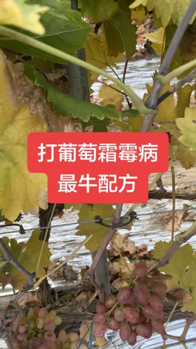 ������˪ù����ţ�䷽#����˪ù��#����ݪֲ#���Ѳ���