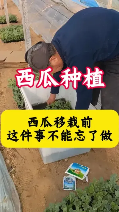 #������#����ݪֲ#����ݪֲ����#����#ũҵݪֲ