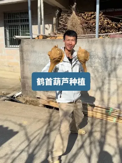 ��ʱ�������������ӵ��ջ�������ݪֲ���������Ǵ� #��ũݪֲ #��ũ������2025