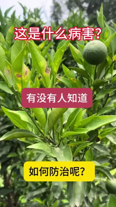 ����ʲô�������޽��ʴ����Ӵ�̸�������ԣ�#����ݪֲ #��԰���� #ũҵ