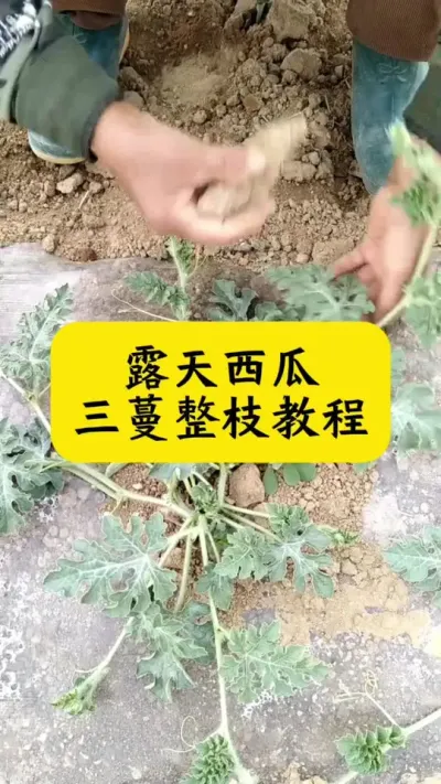 #������#����ݪֲ#��ũ #����ݪֲ����#���Ϲ���