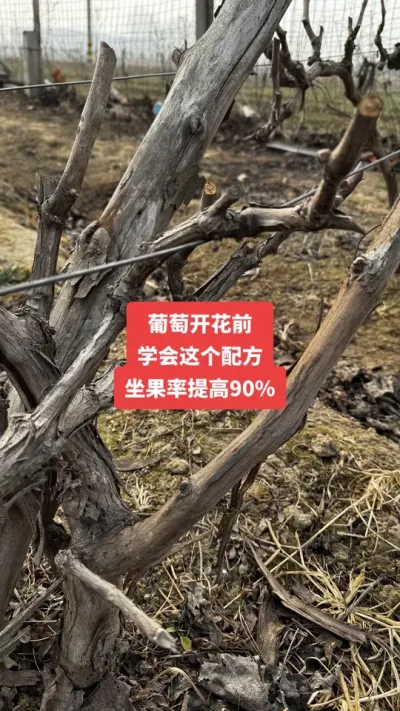 �����Ż�ǰ��ѧ������䷽�����������90%����#�����Ż�#����ݪֲ#���Ѹ߲�