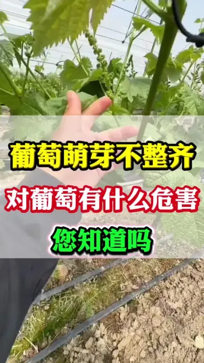 ������ѿ����������������ʲôΣ����֪����#����ݪֲ#���Ѹ߲�#������ѿ�ڹ���