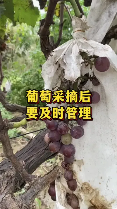 ���Ѳ�ժ����Ҫʵʱ����#ũҵݪֲ #��ũ #����ũ��Ʒ