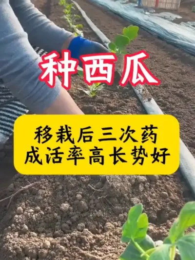 #����ݪֲ  #����ݪֲ����  #���Ϲ���  #��������