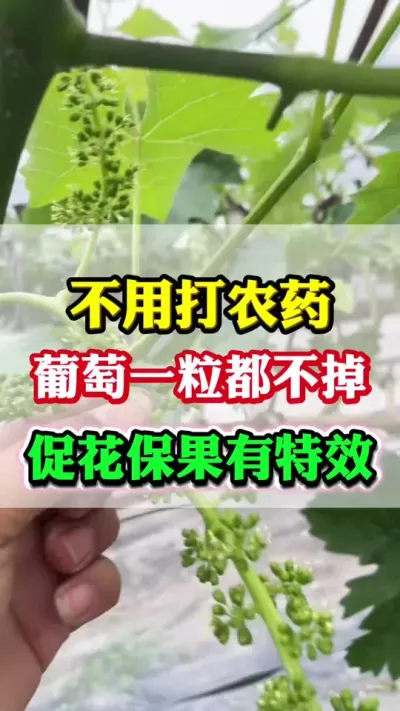 ���ش�ũҩ������һ�������������Ż������������Ѹ߲�ݪֲ���ǳ�#����ݪֲ#���Ѹ߲�#��������#��������