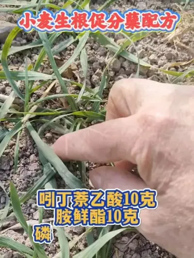 С�������ٷ��������������䷽���� #С��ݪֲ #С�� #С����� #ũ�ʷ��� #ũҵݪֲ