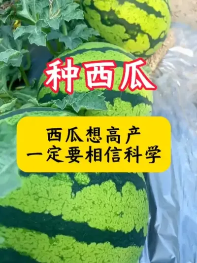 ��������߲���һ��Ҫ���ſ�ѧ#����ݪֲ #����ݪֲ���� #���Ϲ��� #����