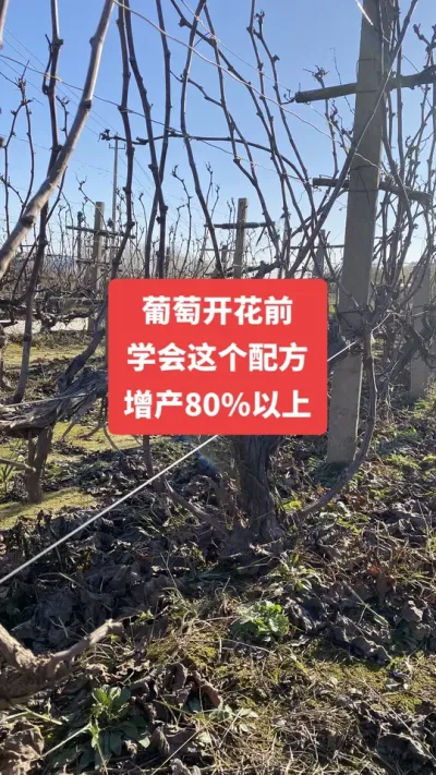 �����Ż�ǰѧ������䷽������80%����#�����Ż�#����ݪֲ#������ѿ