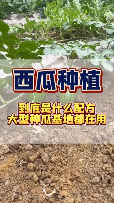 #三农 #西瓜种植 #西瓜管理 #病虫害防治