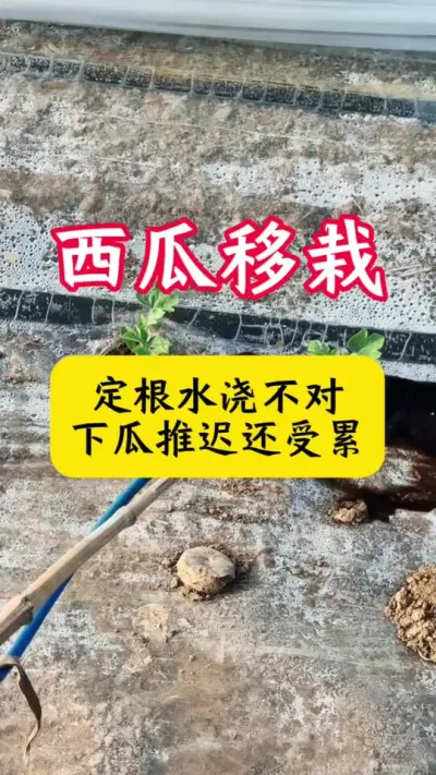 #������ #���� #����ݪֲ����#��������#����ݪֲ