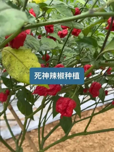 ȫ��������������֮һ������������ ��ʱ160������ӵ��ջ�������������ݪֲҪ��ȫ����#ݪֲС���� #��ũ������2025 #��������