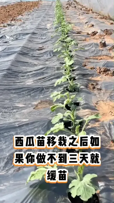 #����ݪֲ #���� #���� #����ݪֲ