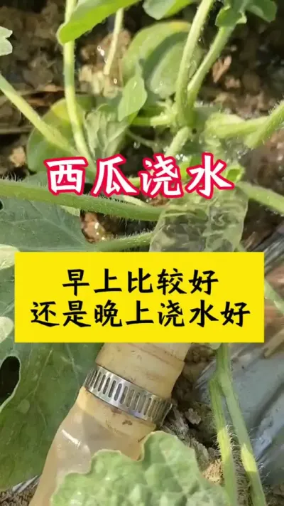 #种西瓜 #西瓜种植#西瓜种植技术#西瓜浇水#西瓜管理