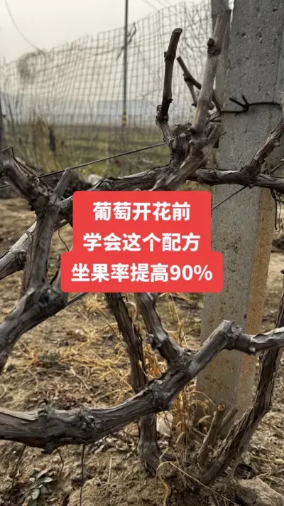 �����Ż�ǰ��ѧ������䷽�����������90%#�����Ż�#����ݪֲ#���Ѹ߲�