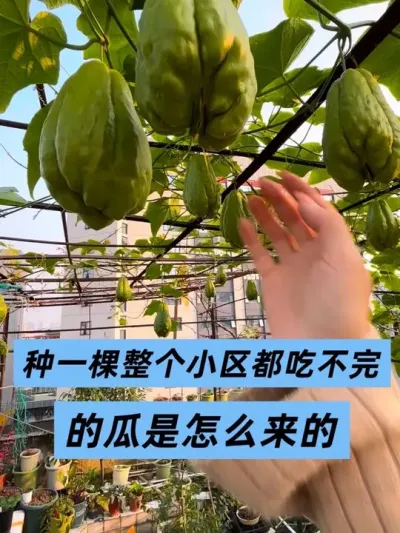 ���ֹ�ݪֲҪ��������¶̨С��԰ݪֲ�������� #��̨�ֲ� #�ַ��ֹ� #���ֹ�ݪֲ #¶̨С��԰ #��ʵ���ķ�������