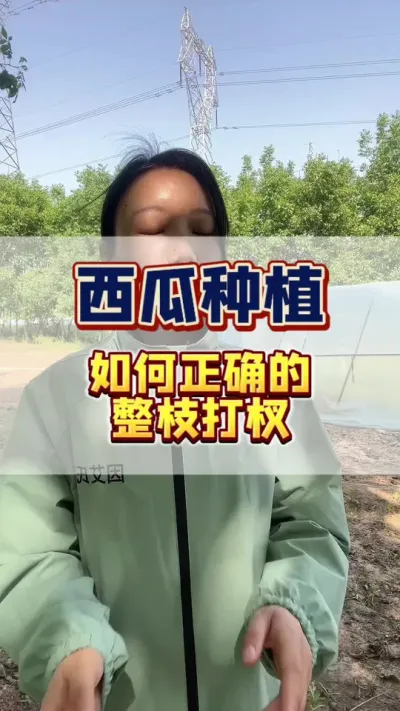 #西瓜种植 #西瓜管理 #知识分享 种西瓜，如何正确的整枝打杈