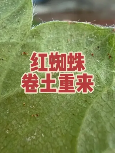 ��ݮ��֩��������������Ż�û���������ʹ�û�ѧҩ�����з�������Ƶ����ṩ����ҩ����#��ݮ��֩�� #���Բ�ݮ#��֩�����