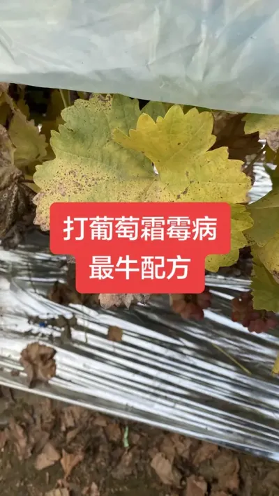 ������˪ù����ţ�䷽#����˪ù��#����ݪֲ#���Ѳ���