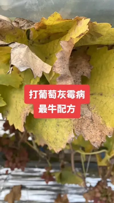 �����ѻ�ù����ţ�䷽#���ѻ�ù��#����ݪֲ#���Ѳ���