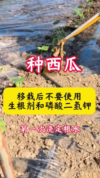 #����ݪֲ#����ݪֲ����#������#������#����