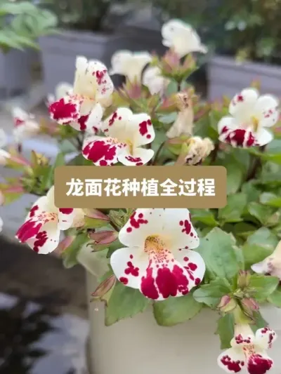 历时两个半月，从种植到开花，龙面花的种植全过程 #种植小技巧 #龙面花