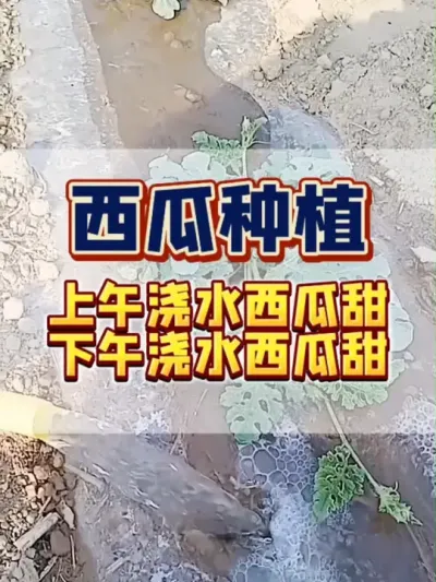 #西瓜种植#西瓜管理 #病虫害防治 #膨大増甜