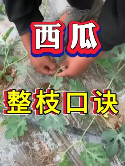 ������֦���ھ� #����ݪֲ #������ #����ݪֲ #�������� #8424����