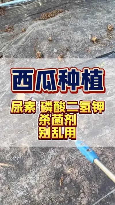 这西瓜出苗以后是先施肥还是先打药。从这个五月五号立夏呀，不管咱们是这个山东种西瓜的，还是咱们这个河南、广西、云南、浙江，包括湖南、新疆种西瓜的，咱们千万呀，不要在西瓜地里做错了这件事，容易毁了咱们一年