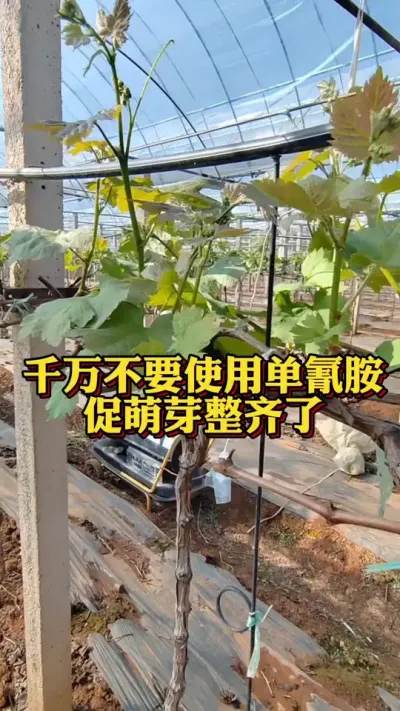 ������ѿ����������Ҫ��ɵɵʹ�õ��谷��#������ѿ����#�����Ż�#���Ѹ߲�